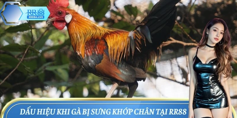 Dấu hiệu phổ biến khi gà sưng khớp chân