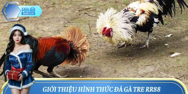 Khám phá hình thức đá gà tre chuẩn xác