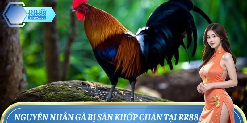 Tổng hợp nguyên nhân làm gà bị sưng khớp chân